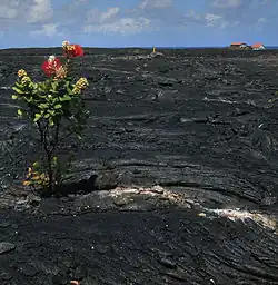 ʻŌhiʻa sur une coulée de lave à Kalapana.