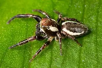 Description de cette image, également commentée ci-après