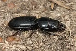 Carabe à grosse tête (Scarites subterraneus).