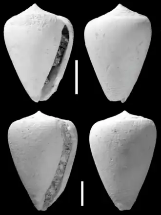 Description de l'image Kalloconus letkesensis.png.