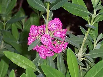 Description de l'image Kalmia_angustifolia_Rubra.jpg.