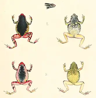 Description de l'image Kalophrynus bunguranus 1896.jpg.