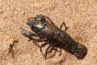 Écrevisse américaine.