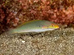 Stethojulis interrupta