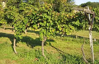 Vignes en hautains du Pfälzer Kammerbau dans le Palatinat, méthode culturale utilisée jusqu'au XVIIIe&nbsp;siècle.