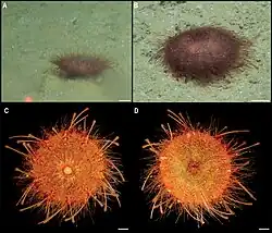 Kamptosoma abyssale, dans les abysses du Pacifique.