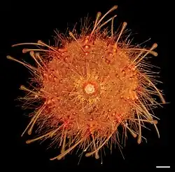 Kamptosoma abyssale
