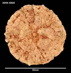 Kamptosoma asterias.