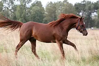 Cheval roux vu de profil trottant