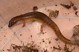 Description de l'image Kanakysaurus viviparus2.jpg.