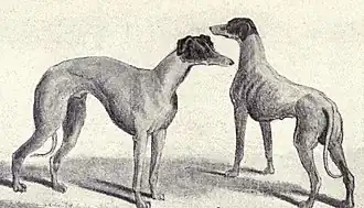 Deux lévriers australiens en 1915  (W.E. Mason - Dogs of all Nations).