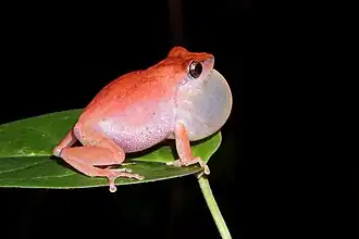 Description de l'image Kani bushfrog.(Pseudophilautus kani ).jpg.