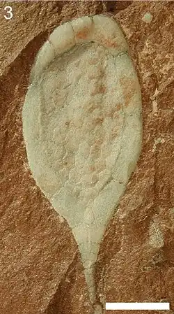 Fossile de Protocinctus