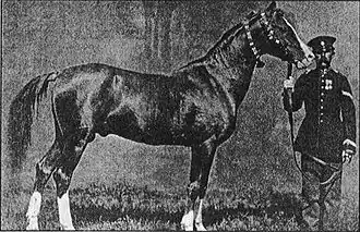 Photographie noir et blanc d'un cheval vu de profil et tenu en main.