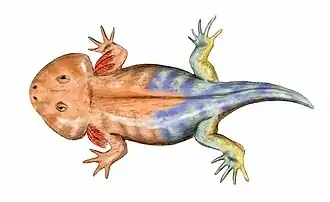 Description de l'image Karaurus BW.jpg.