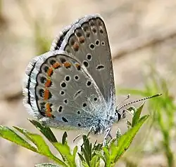 Plebejus melissa