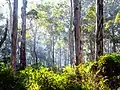 Eucalyptus diversicolor dans la forêt de Boranup, dans le parc national Leeuwin-Naturaliste, en Australie. Mai 2018.