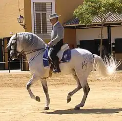 Chartreux gris au piaffer