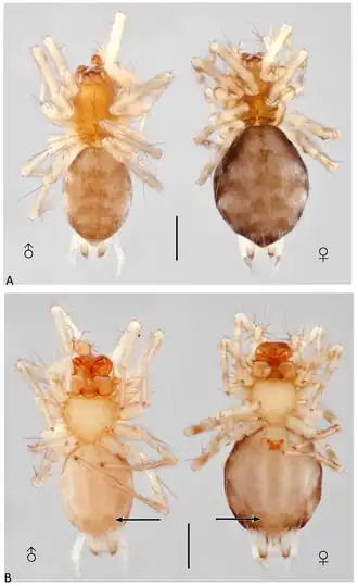 Description de l'image Kasha patpa (10.3390-taxonomy4010005) Figure 4.png.