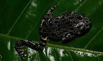 Description de l'image Kassina decorata02.jpg.