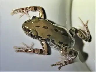 Description de l'image Kassina somalica 50461025.jpg.