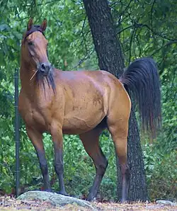 Dans un paysage boisé, un cheval bai, la queue redressée, regarde au loin.