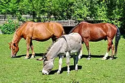 Un âne et deux chevaux à l'arrière dans un pré.