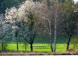Photographie d’un groupe de pruniers en fleurs, sur fond de prairie.