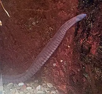 Description de l'image Kaup's caecilian.jpg.