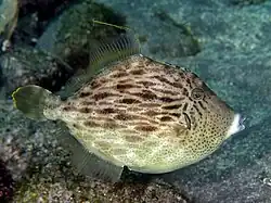 Stephanolepis cirrhifer