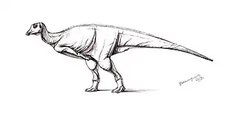 Description de l'image Kazaklambia convincens.jpg.