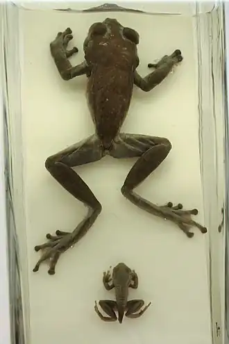 Description de l'image Ke - Tachycnemis seychellensis - 1.jpg.