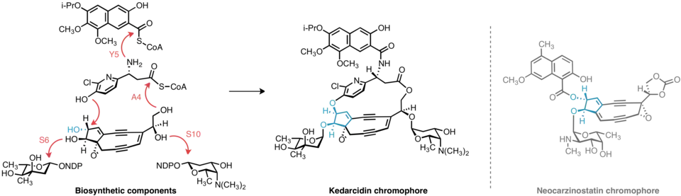 Biosynthèse proposée du chromophore de la kedarcidine. Une inversion en C11 du noyau énédiynique commun est invoquée pour expliquer la stéréochimie relative du produit final, qui diffère de la plupart des autres énédiynes, y compris du chromophore de la néocarzinostatine.