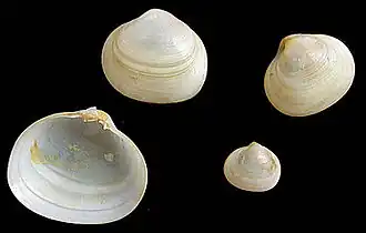 Kellia suborbicularis, un Kelliidae