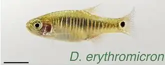 Description de l'image Kerabat Ikan Zebra Danio erythromicron cropped.jpg.
