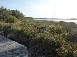 La tourbière de Kerogan sur la rive gauche de l'Odet juste en aval de Quimper 2