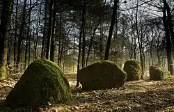 Photographie d'un alignement de menhirs dans un sous-bois.