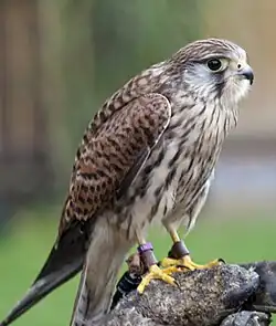 Photo d'un Faucon crécerelle posé sur le gant d'un fauconnier