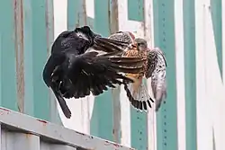Photo d'un combat entre une Corneille noire et un Faucon crécerelle mâle devant des conteneurs