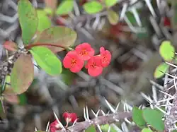 Euphorbia milii