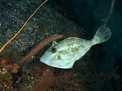 Thamnaconus modestoides