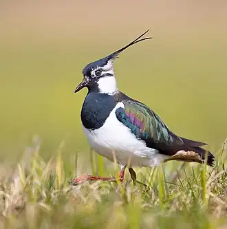 Un vanneau huppé, dont la huppe ressemble à des aigrettes