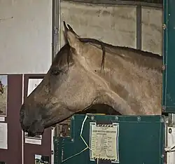 Tête d'un cheval vu de profil, dans son box.