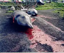 Deux dauphins victimes du grindadráp.