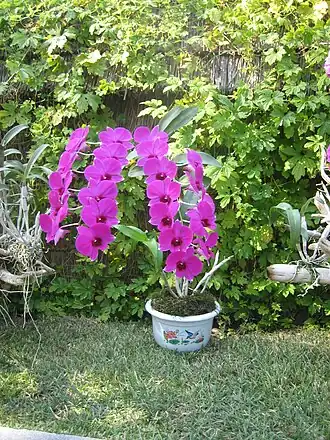 Image illustrative de l’article Kimilsungia