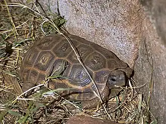 Description de l'image Kinixys spekii.jpg.
