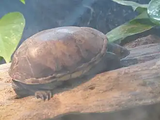 Description de l'image Kinosternon angustipons.JPG.