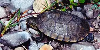 Description de l'image Kinosternon integrum, Mexican Mud Turtle, Tamaulipas.jpg.