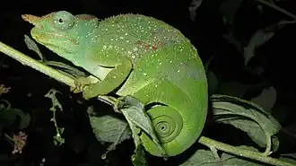 Description de l'image Kinyongia matschiei 103003334.jpg.