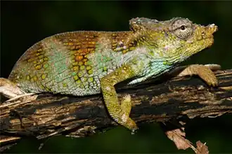 Description de l'image Kinyongia vanheygeni big.jpg.